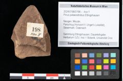 Foto (Objekt + Etikett) von Pinus palaeostrobus Ettingshausen (NHMW-GEO-2024-0188-0198)